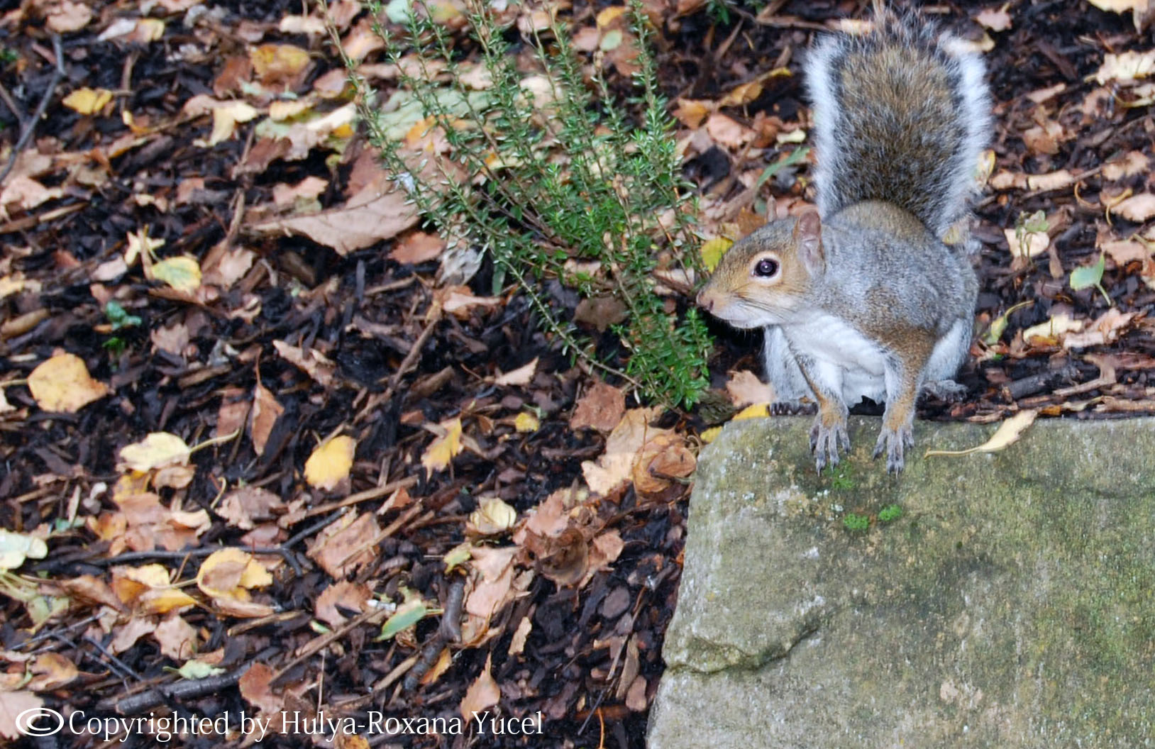 squirel