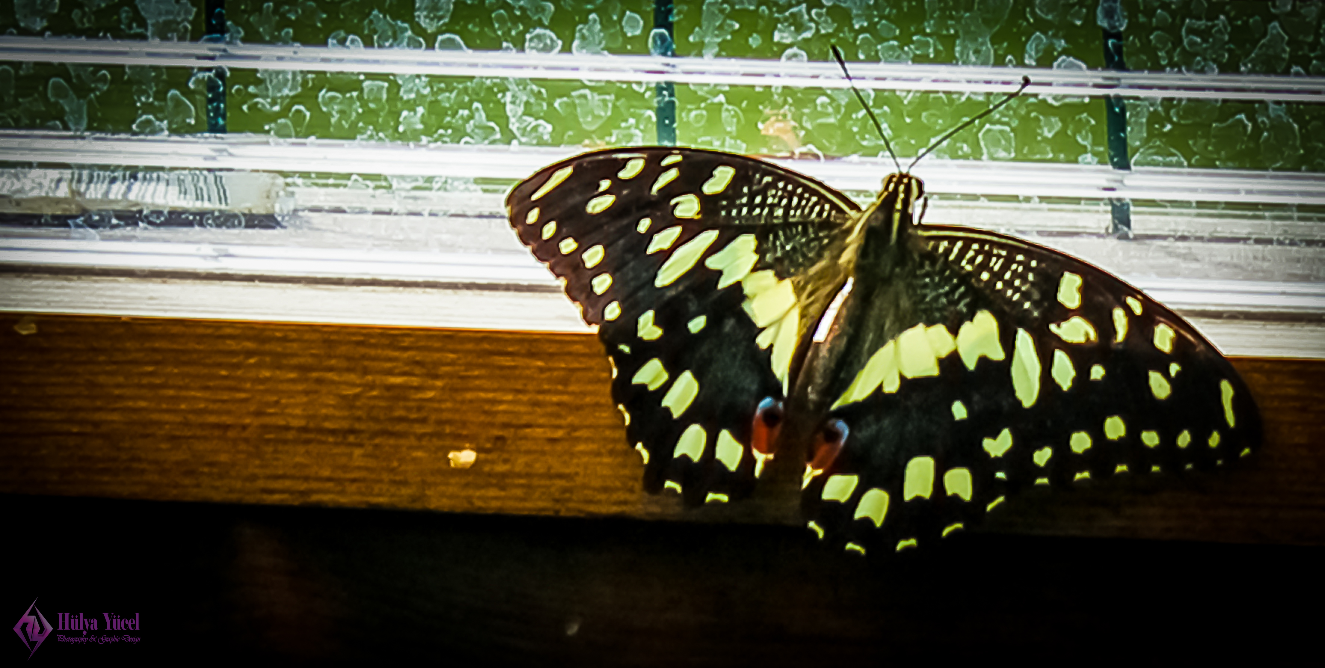 butterfly on window