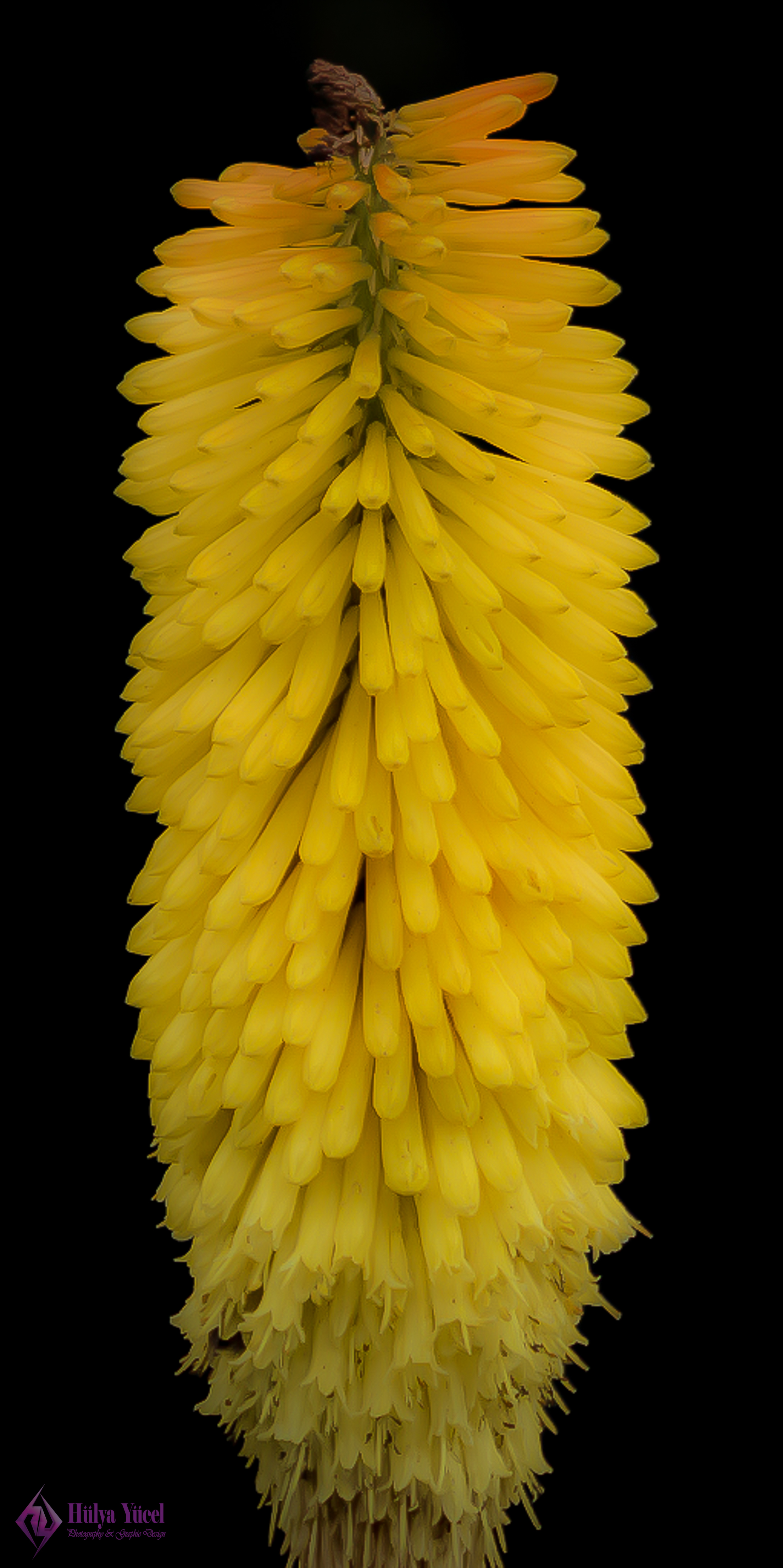 yellow plant 
