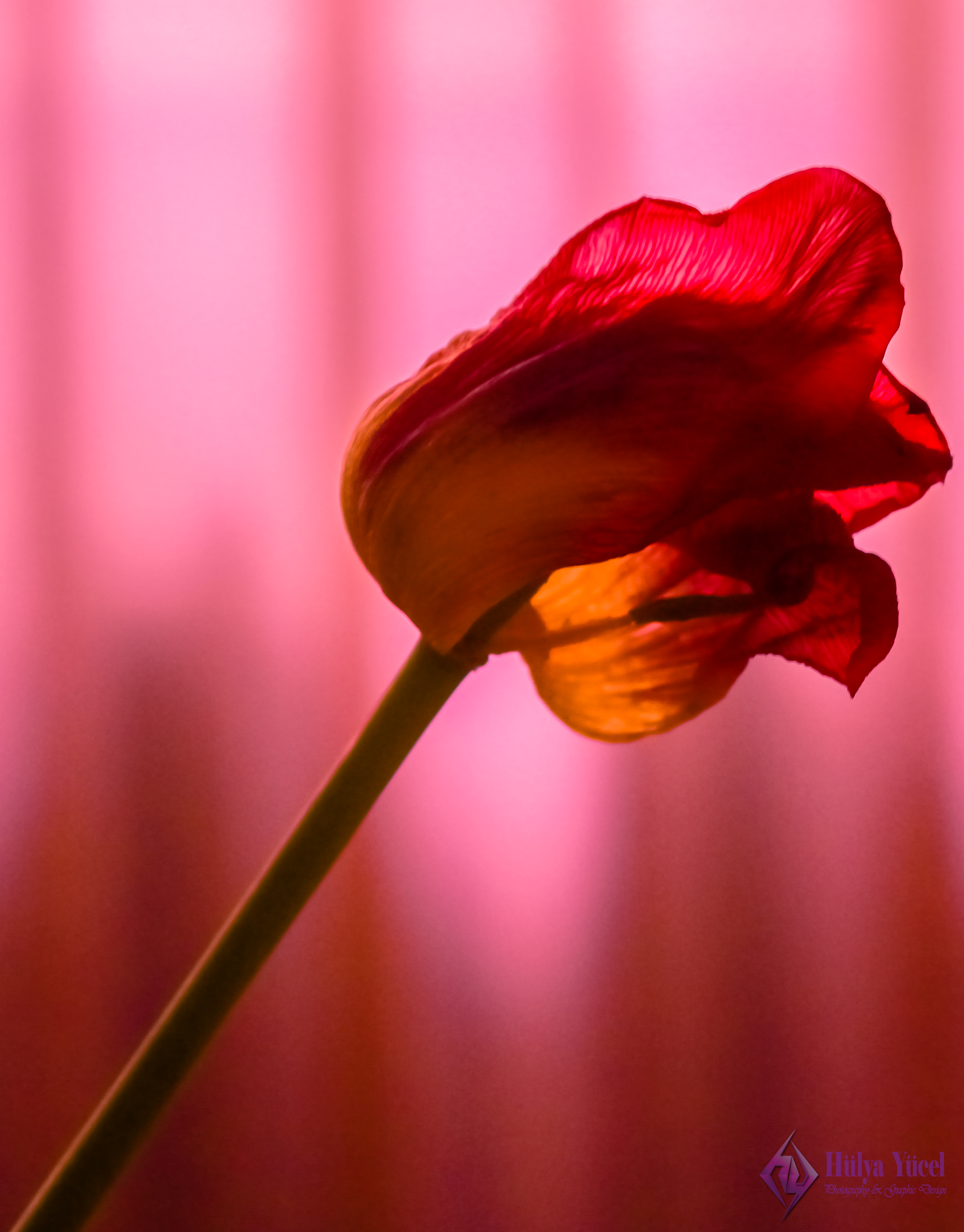 tulip color