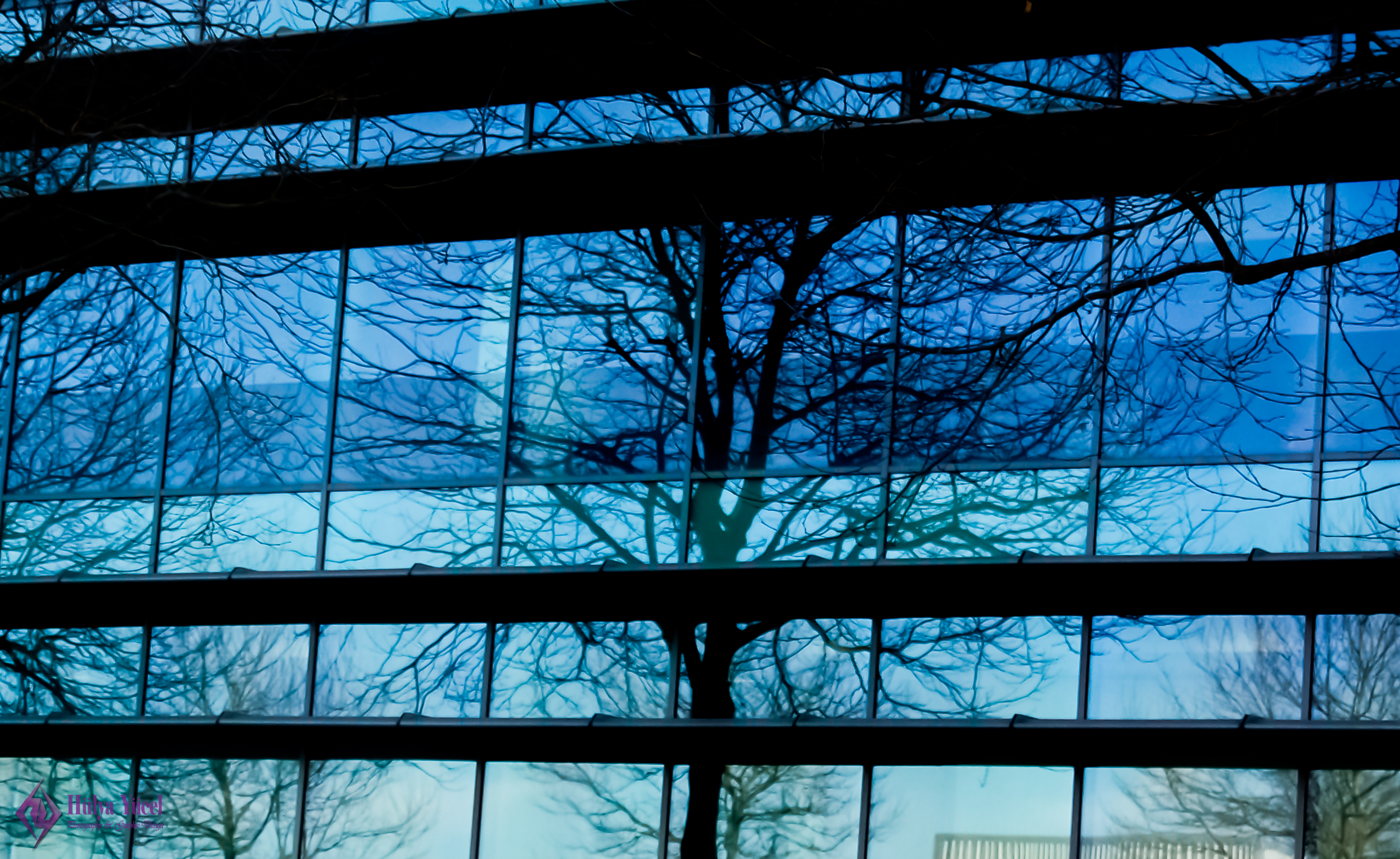 tree siluete through window